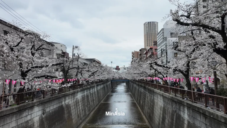 Cerejeiras no Japão: Previsão da Florada e os 5 Melhores Parques para o Hanami
