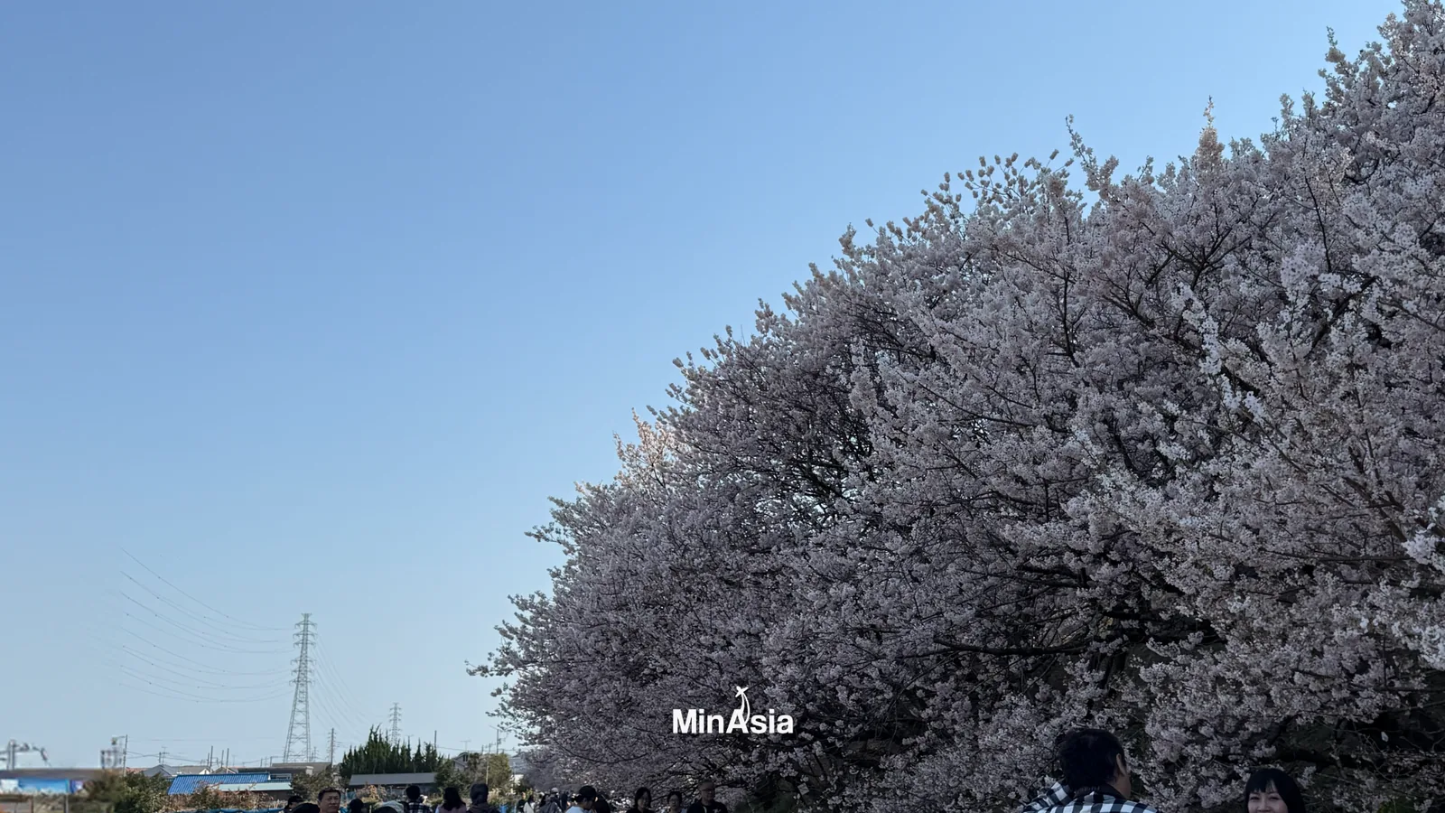 Close-up das delicadas flores de cerejeiras no japão em plena floração, capturando a essência da beleza e fragilidade da estação Hanami.