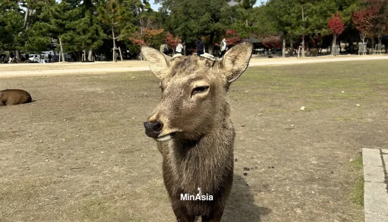 Nara: O Parque dos Cervos e os Templos a um Passo de Osaka